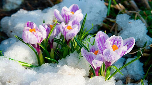 первые цветы из-под снега