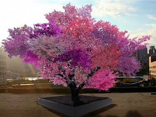 Цветущее дерево (фото с названиями)